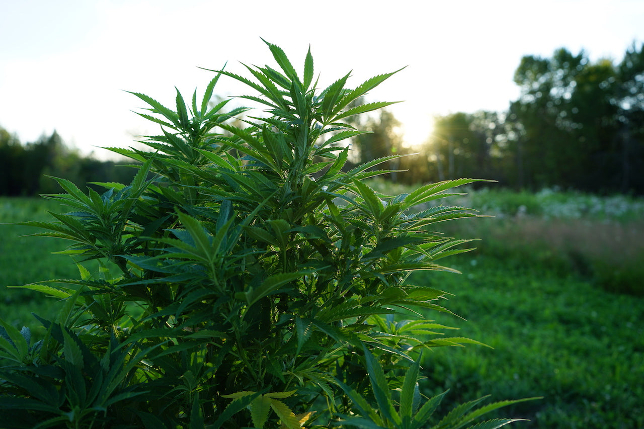 Organically grown hemp from our Wisconsin Farm